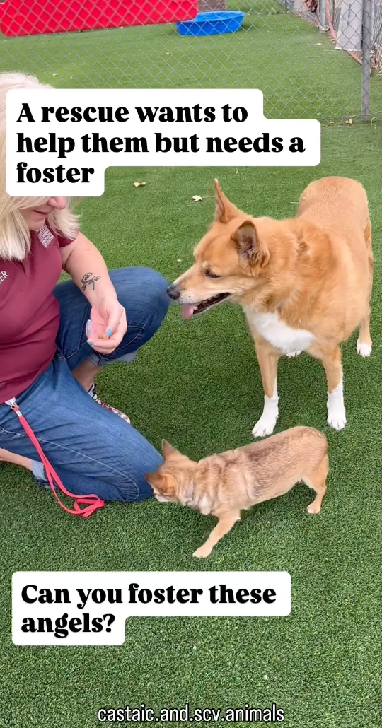 Today's Heartbeat: Two dogs interacting with a person, promoting fostering for rescue animals.