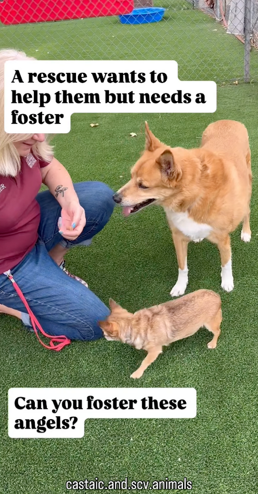 Today's Heartbeat: Two dogs interacting with a person, promoting fostering for rescue animals.