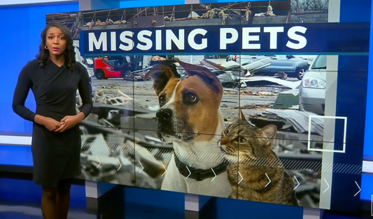 A news anchor discusses missing pets, with a dog and a cat displayed on a large screen behind her.