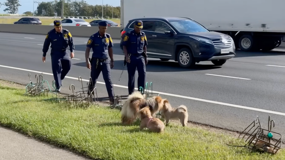Police rescue on N2 freeway during seven-hour standoff with fugitives