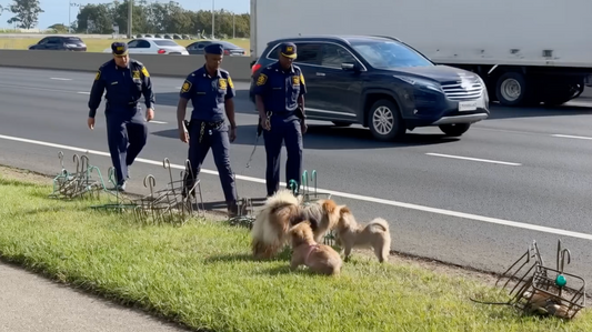 Police rescue on N2 freeway during seven-hour standoff with fugitives