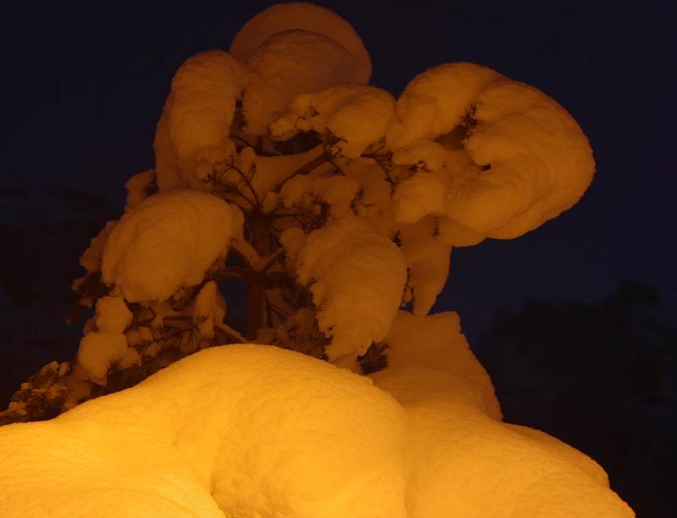 Arborist rescuing orange tabby cat Mimi from a tree at night during freezing snow in Kelowna animal rescue