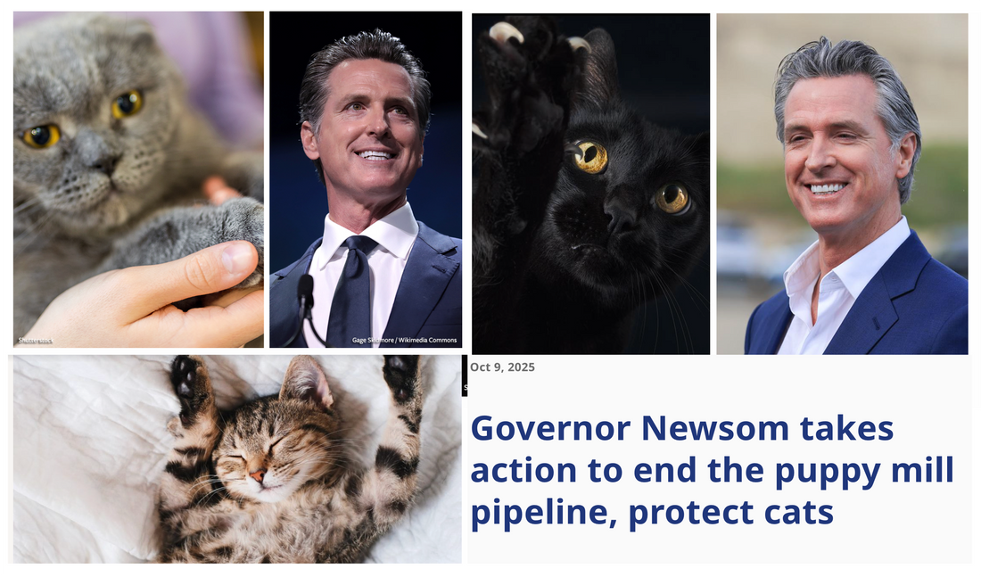 📰 Clearing the Path: New Laws Transform Animal Welfare in California
