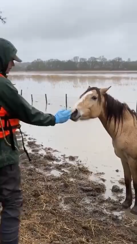 Volunteers rescuing stranded horses from floodwaters on a makeshift boat