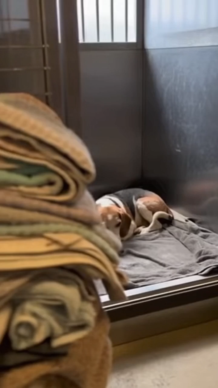 Dog at full shelter with volunteers and foster helping local partners answering the urgent call