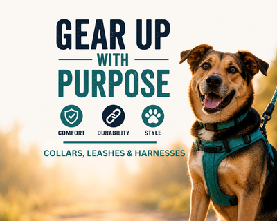 Premium Collars, Leashes & Harnesses for Dogs | Durable & Stylish Gear