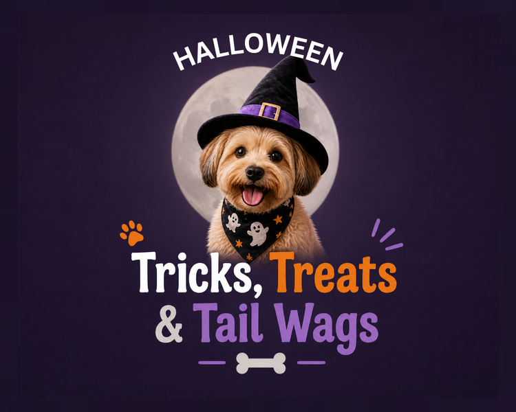 Halloween pet costumes and themed treats for a festive spooky season celebration