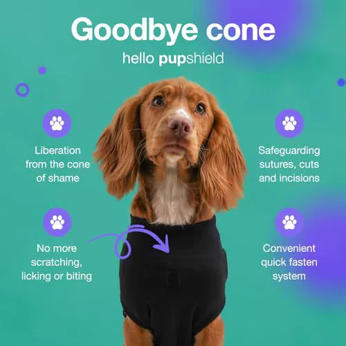 Dog wearing pet sterilization suit for surgical recovery and wound protection