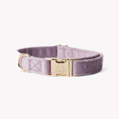 Lilac velvet dog collar with gold hardware and soft plush texture
