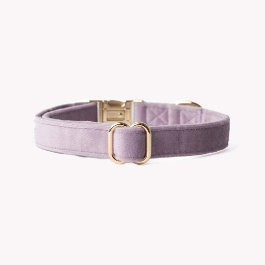 Lilac velvet dog collar with gold hardware, soft and stylish pet accessory
