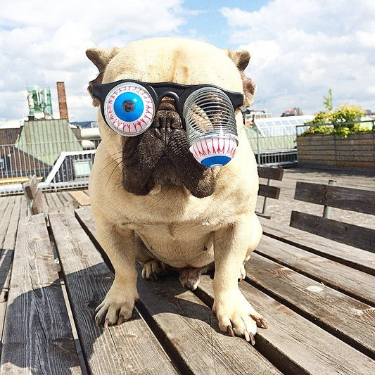 Crazy Eyes Pet Glasses