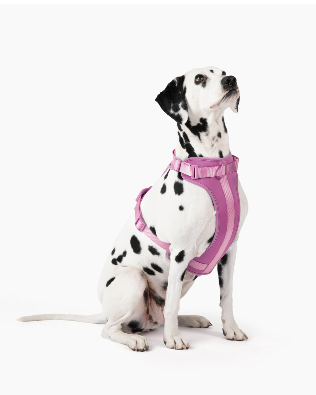 Dalmatian dog wearing comfortable stretchy and classic pink adjustable harness with quick release buckle and multiple leash attachment points