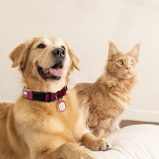 QR Code Pet ID Tag