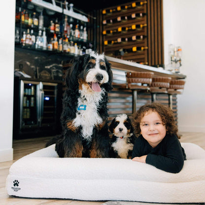 Luxury orthopedic dog bed with memory foam and plush boucle cover, featuring raised bolsters and removable washable cover for dogs of all sizes.