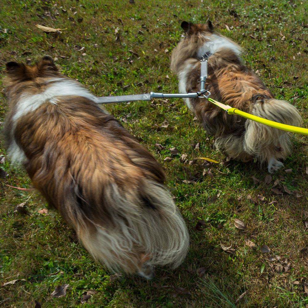 Two dogs walking tangle-free with CRAZYcoupl’r double dog leash connector on grass