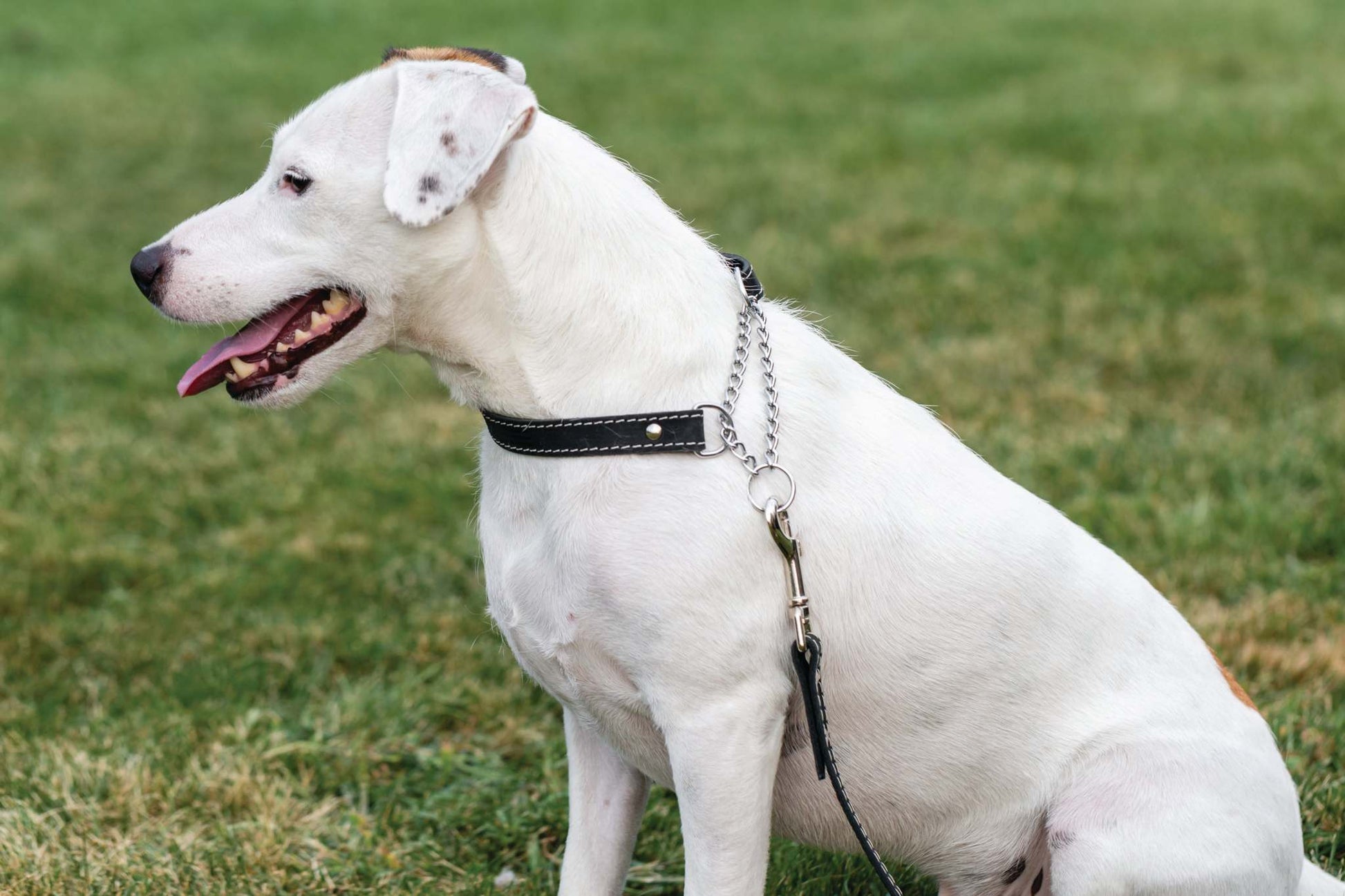 Martingale Midnight Black Leather Dog Collar - Durable and Stylish