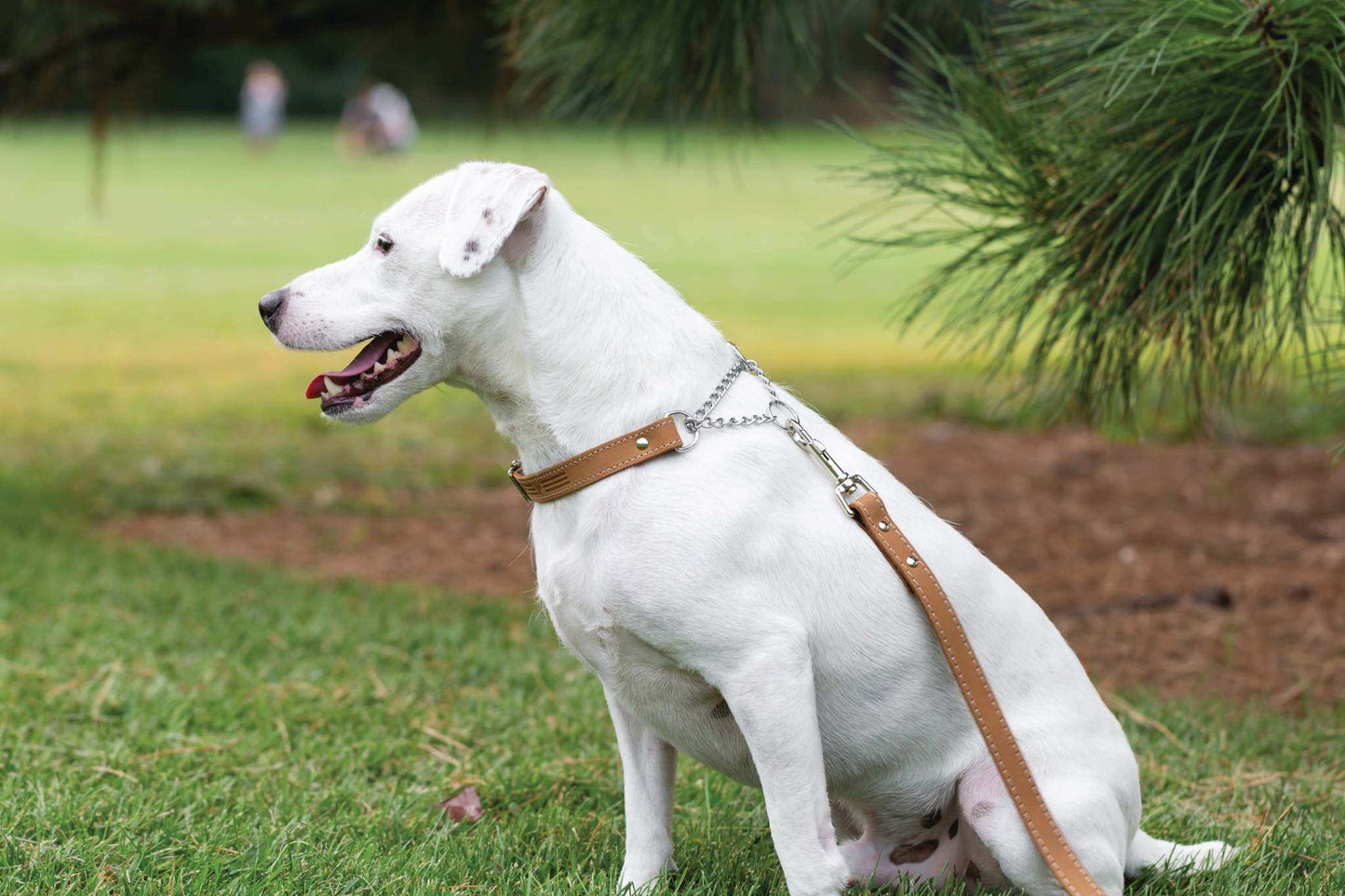 Martingale Khaki Leather Dog Collar - Durable, Stylish European Design