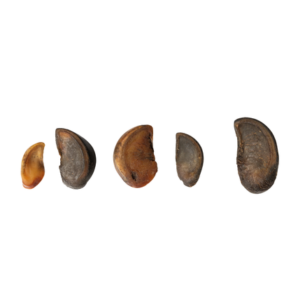 All-natural cow hooves dog chews in assorted sizes for dental health and long-lasting chewing pleasure