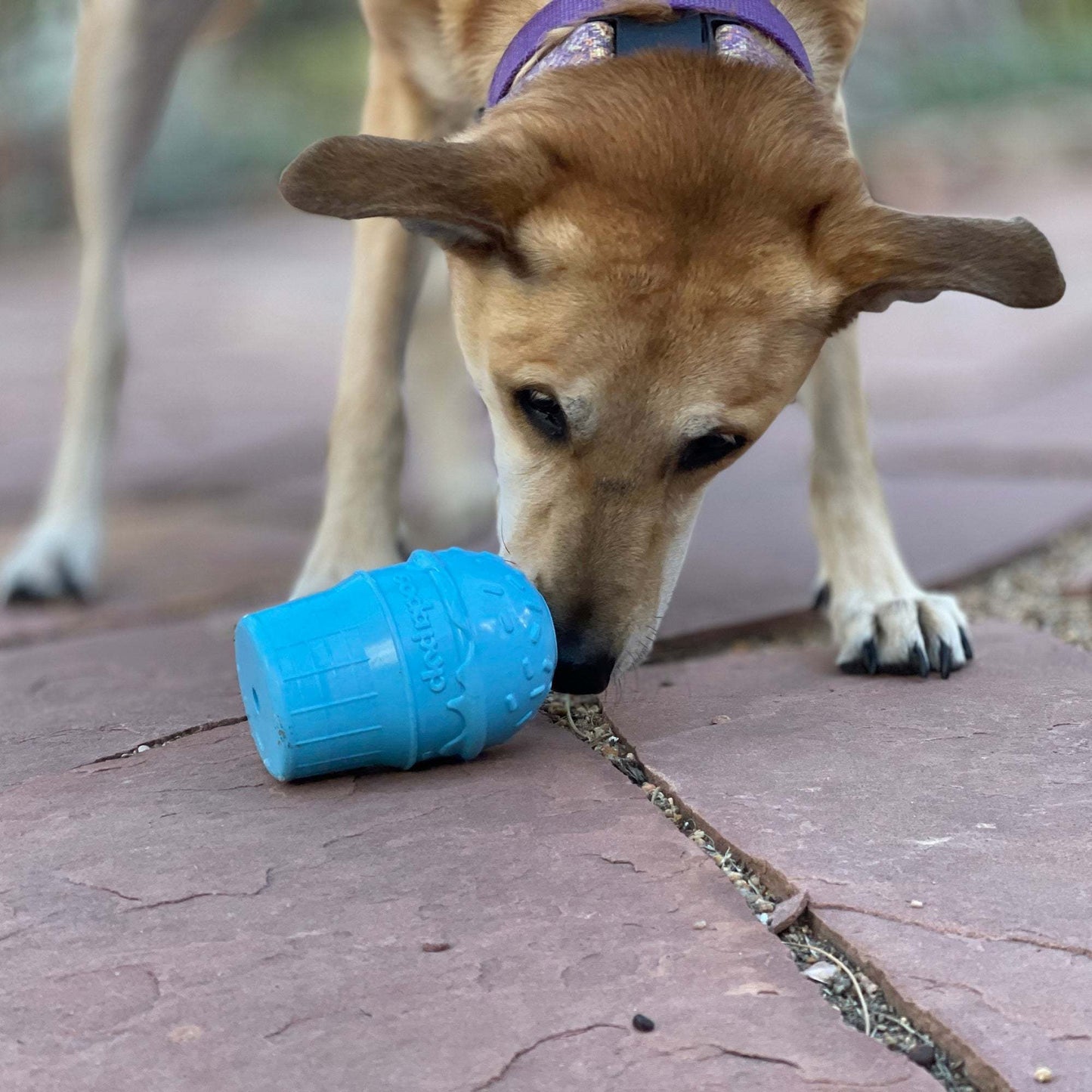 Dog playing with blue Ice Cream Cone durable chew toy and treat dispenser on pavement