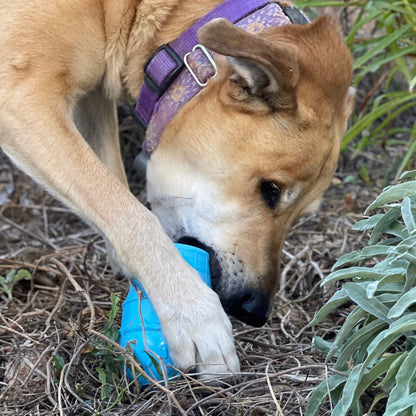 Dog chewing on blue Ice Cream Cone durable PUP-X rubber chew toy and treat dispenser outdoors