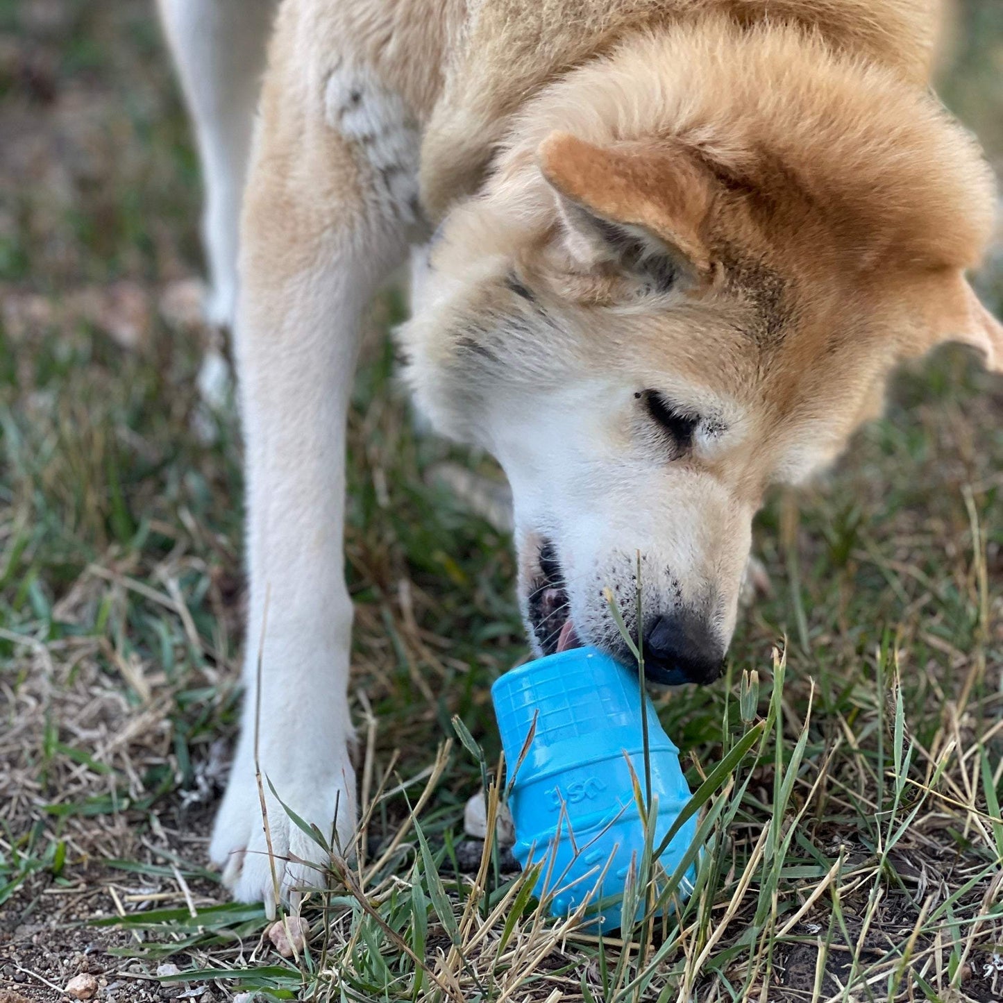 Dog chewing on blue Ice Cream Cone durable rubber PUP-X chew toy and treat dispenser outdoors on grass.