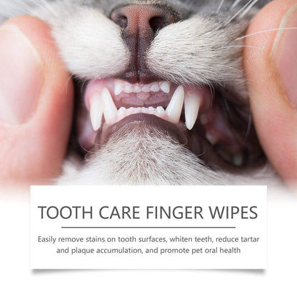 Close-up of a cat's teeth being gently wiped with pet tooth cleaning finger wipes to remove stains and tartar.