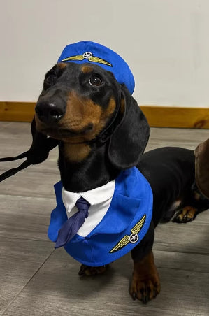 Dachshund Dog Funny Clothes Halloween Suit