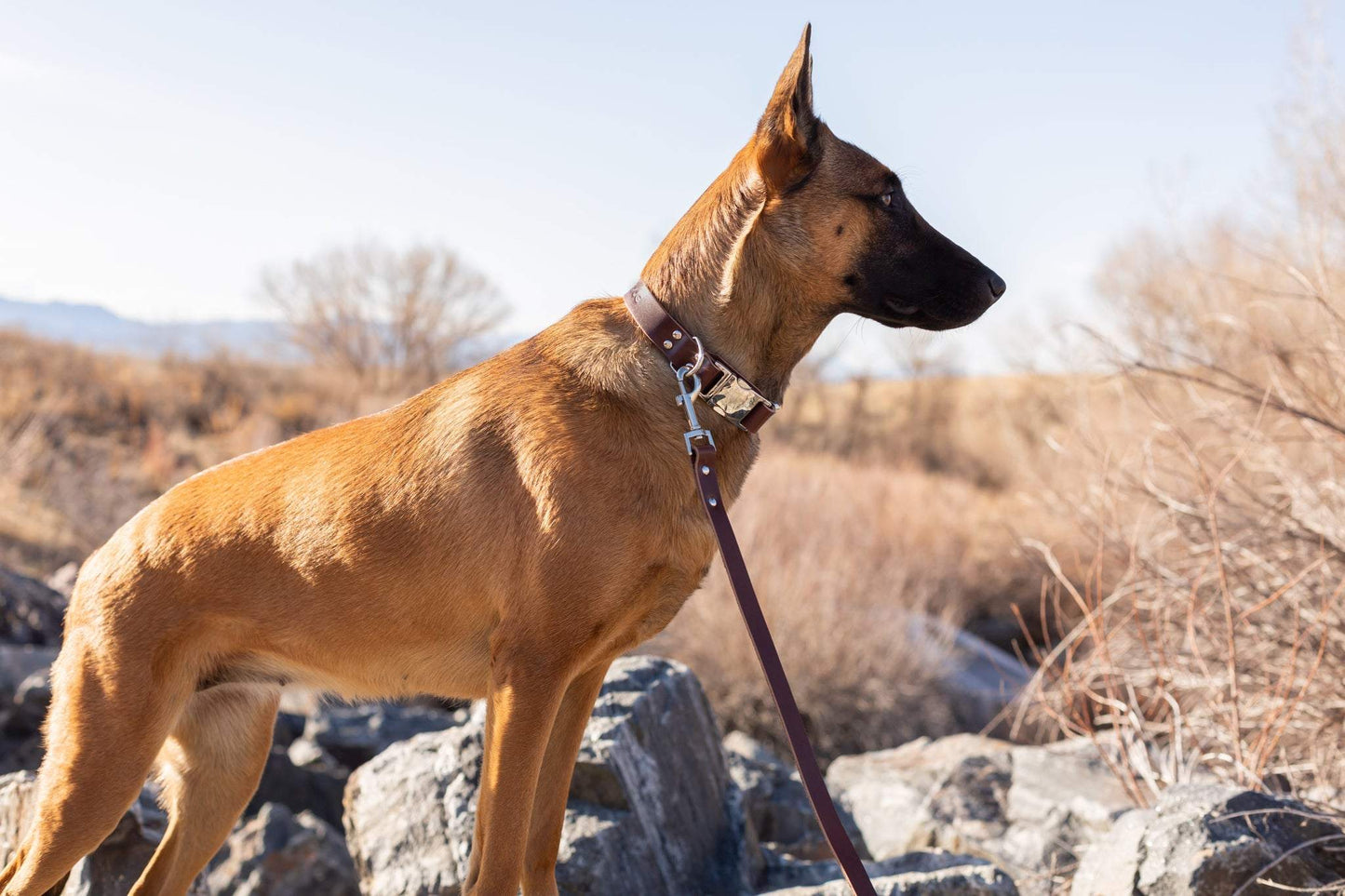 Dog wearing modern style quick-release chocolate leather collar with protective padding outdoors