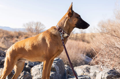 Dog wearing modern style quick-release chocolate leather collar with protective padding outdoors