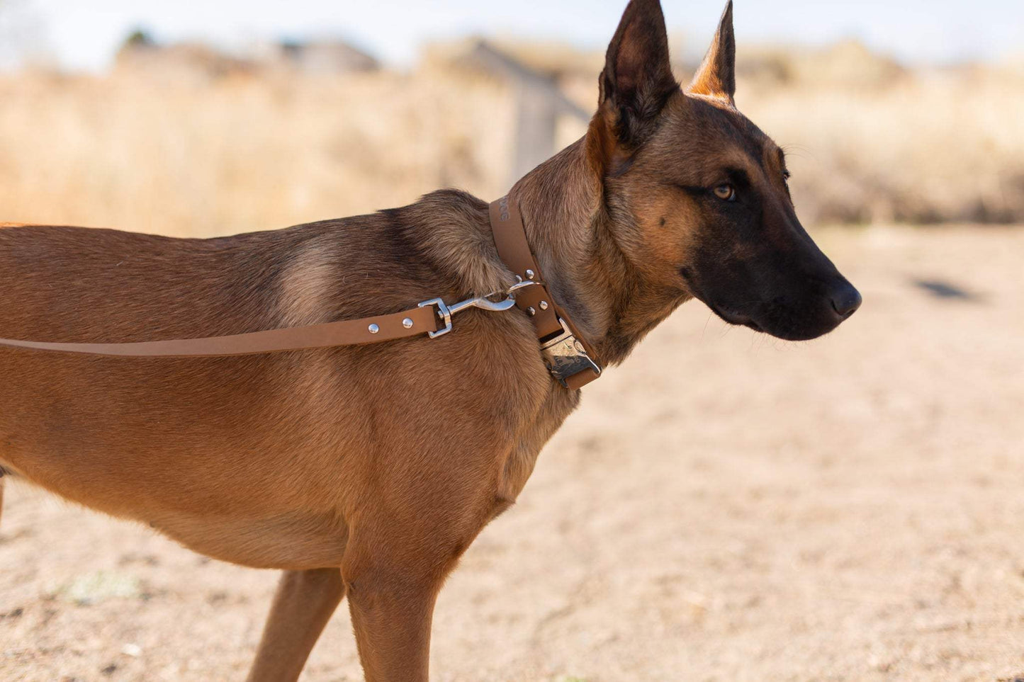Modern style khaki leather dog collar with quick-release buckle and extra padding