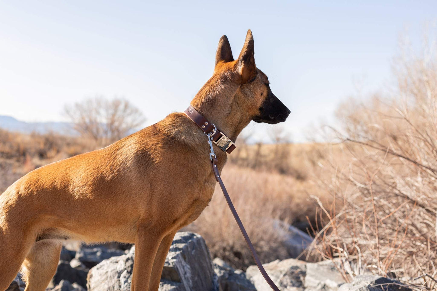 Modern Style Chocolate Leather Leash - Sleek & Chic Accessory for Dogs