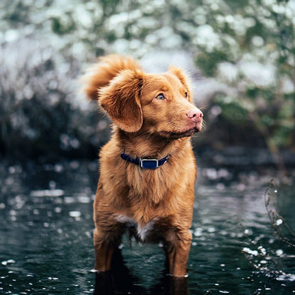 G12 Smart GPS pet tracker compact waterproof collar for dogs and cats with real-time location monitoring