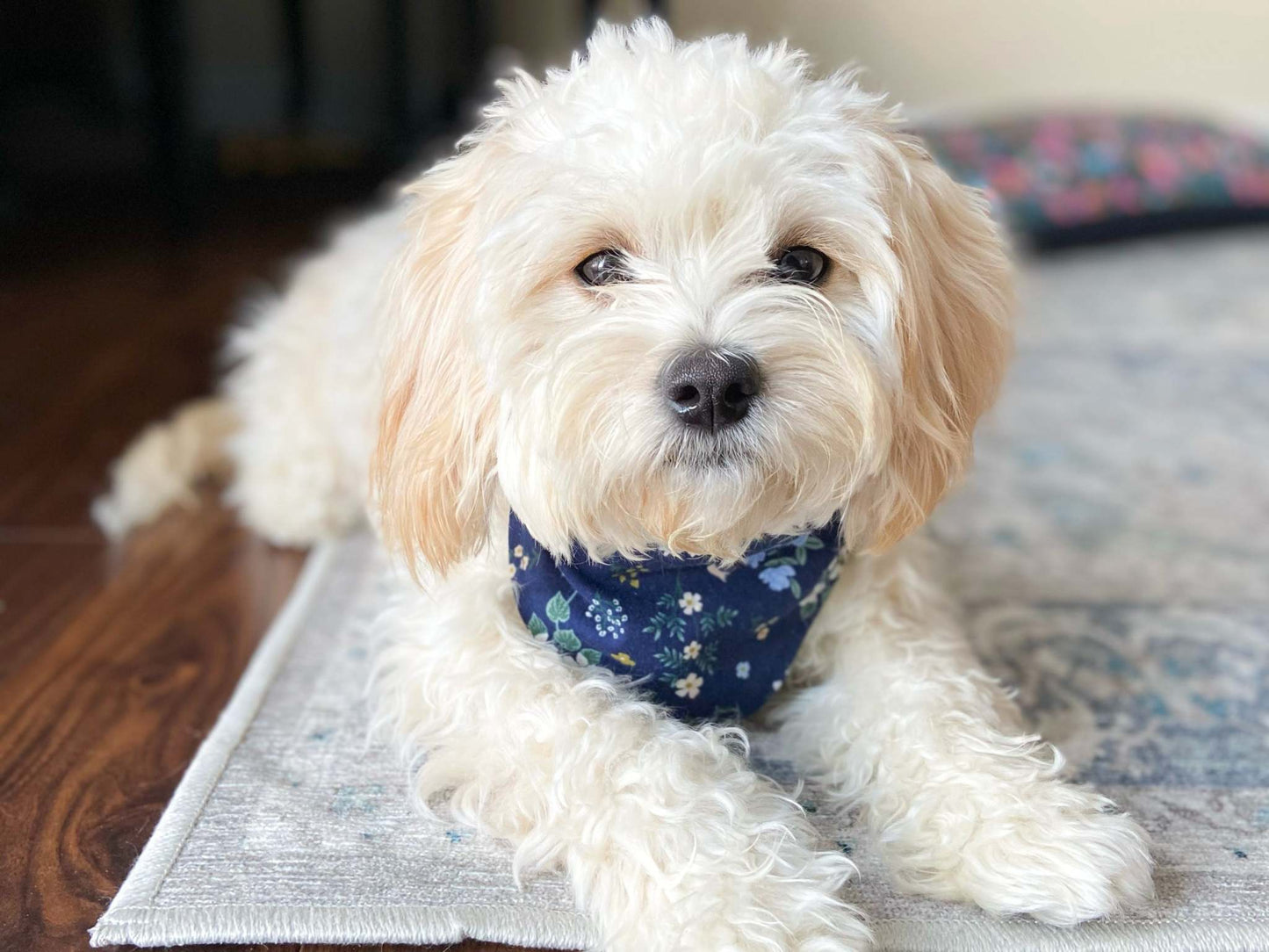 Dog Bandana - Mama's Girl - Stylish, Adjustable & Machine Washable