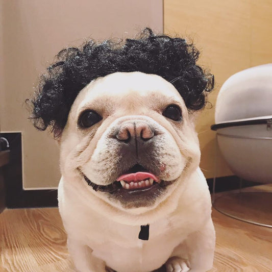 Dog Party Hair Hat