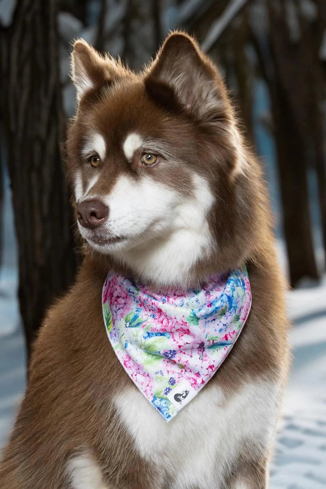 Dog wearing Hydrangea Haven Dog Bandana with floral pattern in outdoor winter setting