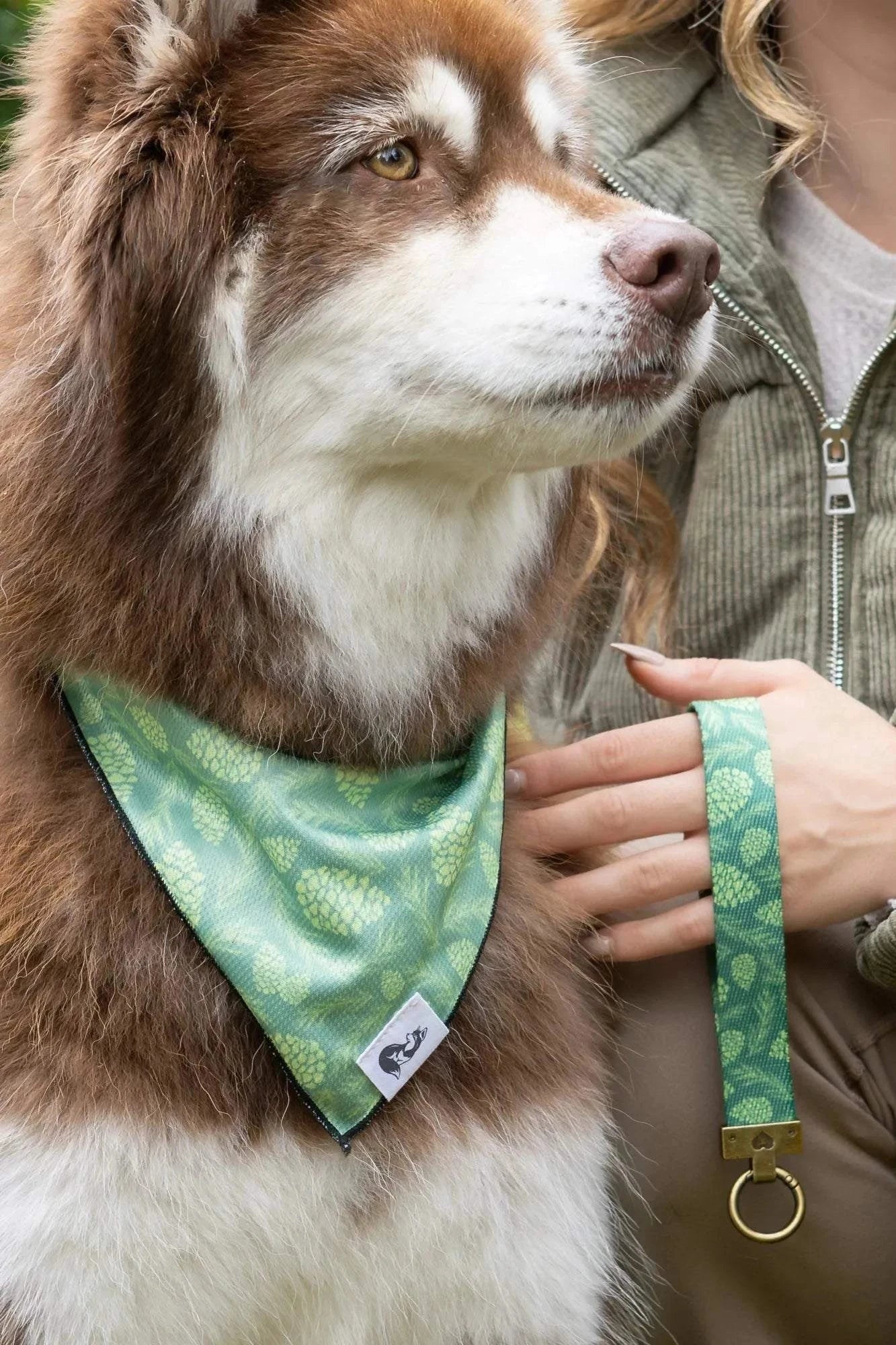 Brown and white dog wearing Pine Cone Pup green bandana with matching keychain held by person