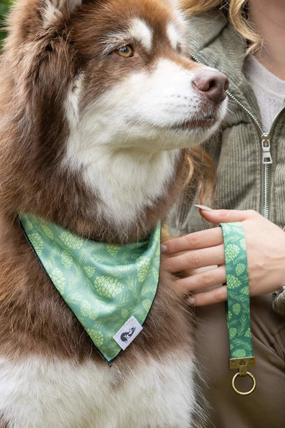 Brown and white dog wearing Pine Cone Pup green bandana with matching keychain held by person