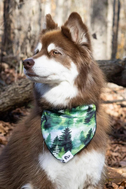 Brown and white dog wearing a quick-drying, breathable Evergreen Explorer Dog Bandana with green pine tree pattern in outdoor forest setting