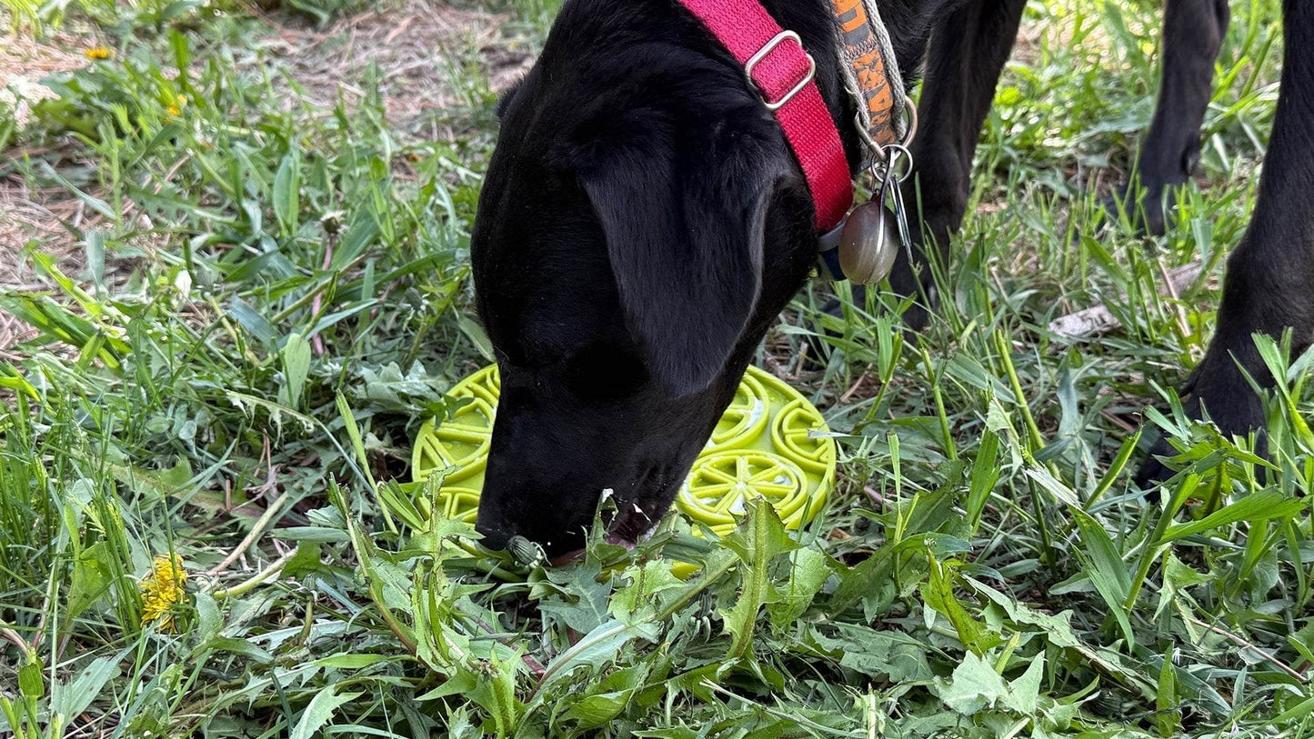 Black dog licking Citrus Design eMat enrichment lick mat with suction cups outdoors on grass