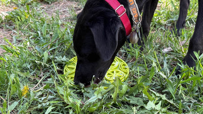 Black dog licking Citrus Design eMat enrichment lick mat with suction cups outdoors on grass
