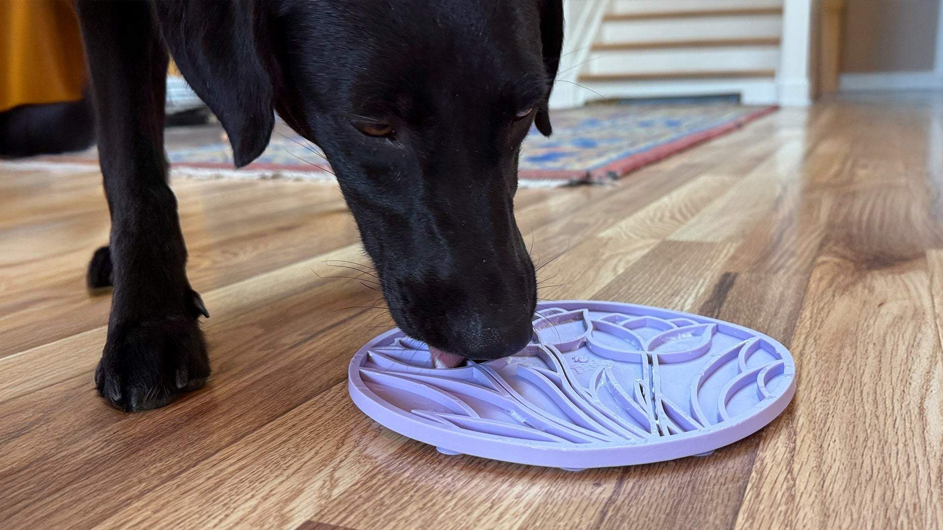 Black dog licking light purple Tulip Design eMat enrichment lick mat for dogs on wooden floor