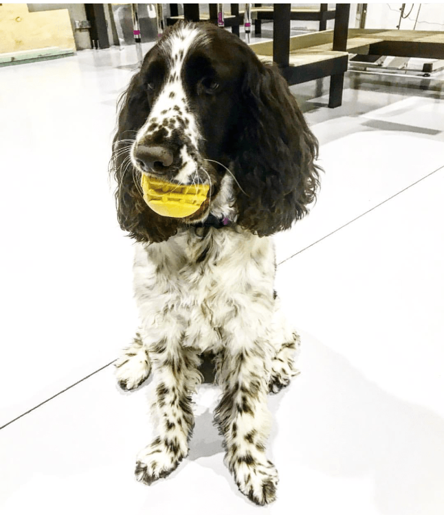 Durable Rubber Chew Ball - Ultra-Durable Dog Toy for Power Chewers!