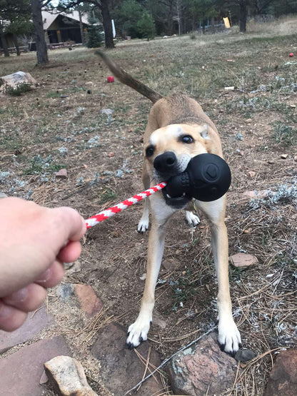 Black USA-K9 Magnum Skull durable rubber chew toy with rope for dogs, treat dispenser and tug toy
