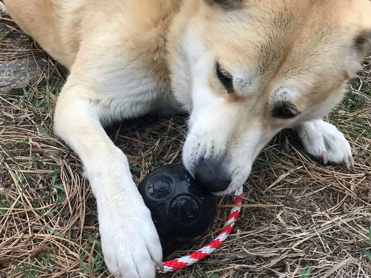 USA-K9 Skull Durable Rubber Chew Toy for Heavy Chewers Treat Dispenser