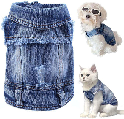 Small dog wearing blue denim Dog Jean Jacket with lapel vest and button snaps
