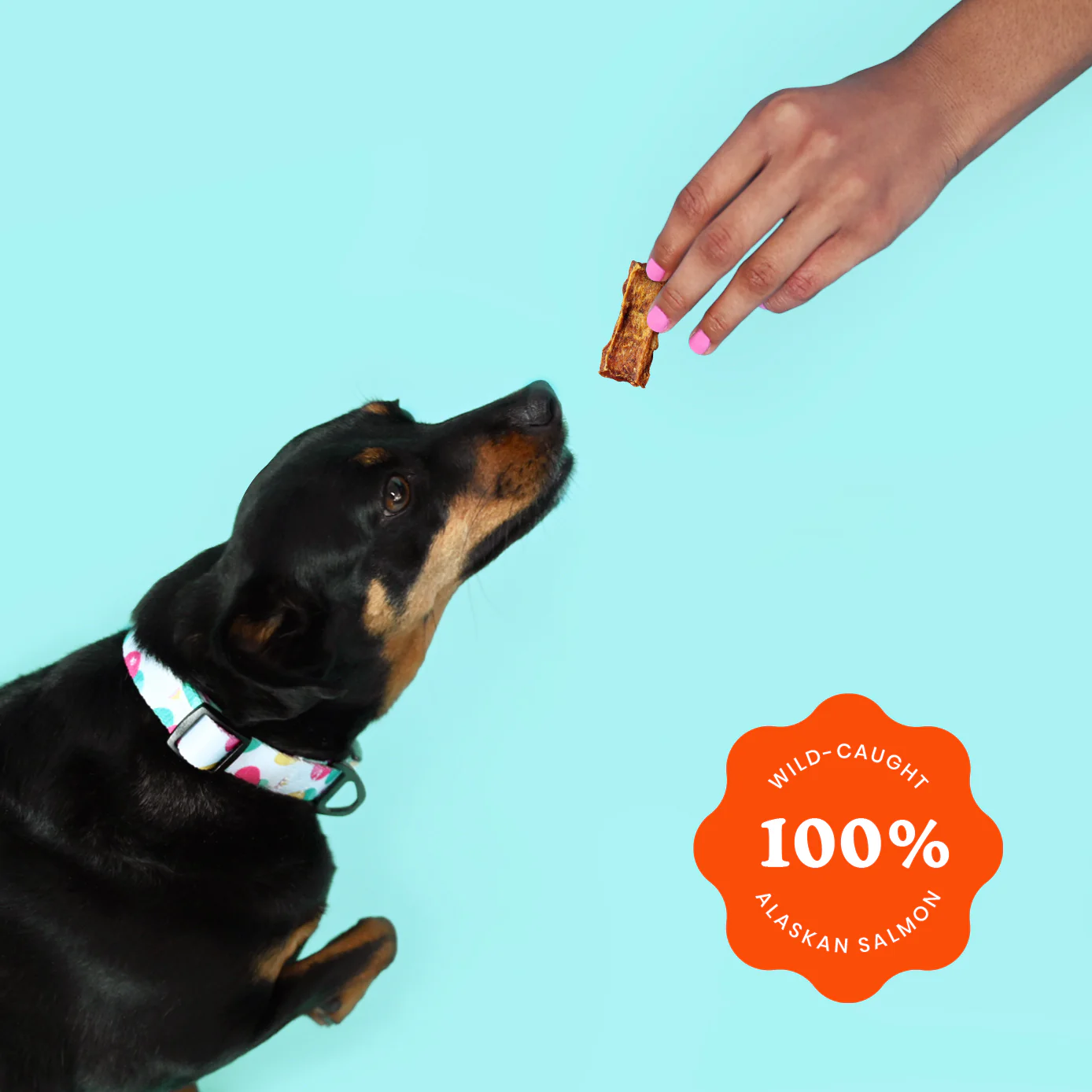Dog reaching for Ava's Pet Palace wild-caught Alaskan salmon jerky treat against blue background