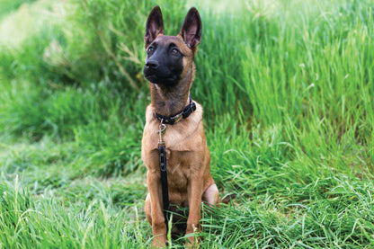 Rolled Style Black Leather Dog Collar -Stylish, Quick-Release, Durable