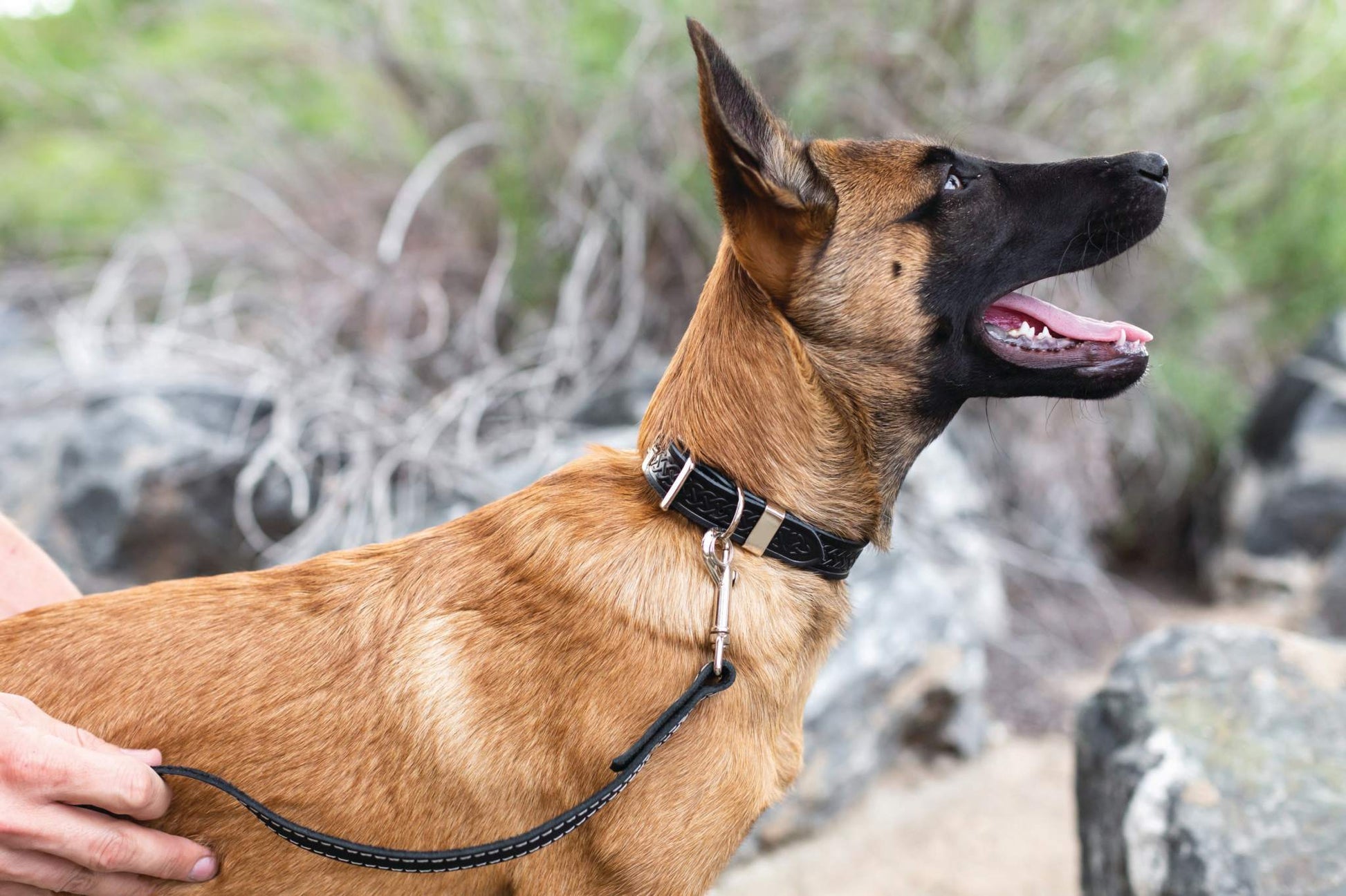 Celtic Style Leather Dog Collar – Unique Fire & Water Design for Dogs