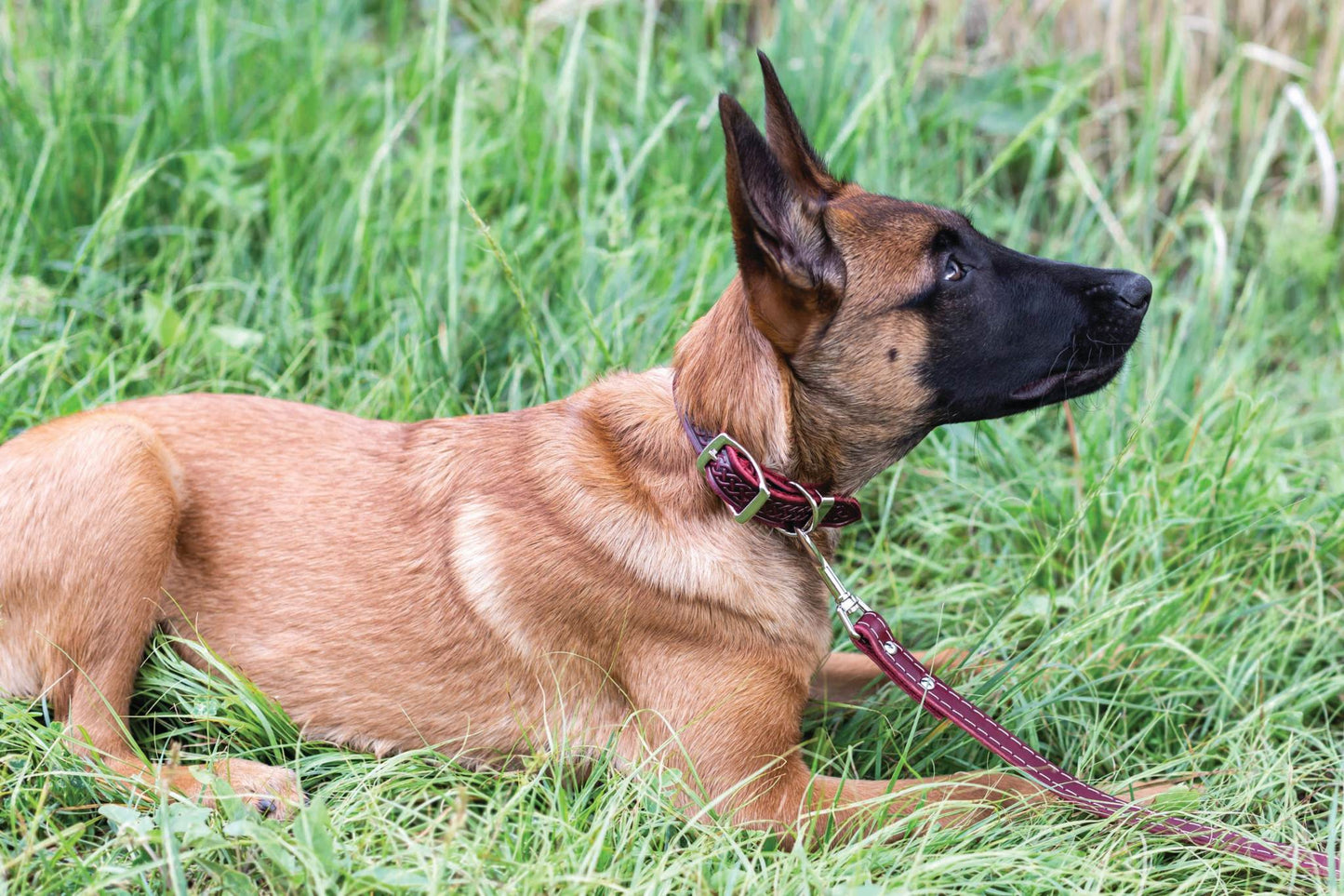 Celtic Style Leather Dog Collar – Unique Fire & Water Design for Dogs
