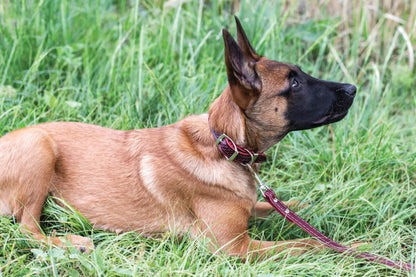 Celtic Style Leather Dog Collar – Unique Fire & Water Design for Dogs